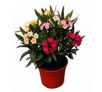 Vivaio di Castelletto Oleandro Tricolor Nerium Oleander a Cespuglio - Fiori Giallo Rosa Corallo - Pianta Sempreverde da Esterno - Vaso Ø14 cm