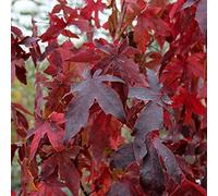 Vivaio di Castelletto Storace Americano Liquidambar Styraciflua Pianta in Vaso ø18 cm h. 150 cm Albero Ornamentale per Esterno