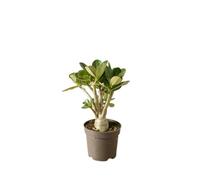 Vivaio Garden Forest Adenium obesum Rosa del deserto succulenta