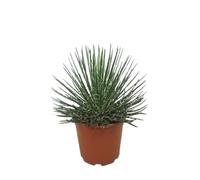 Vivaio Garden Forest Agave geminiflora Pianta Succulenta