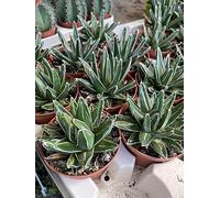 VIVAIO GARDEN FOREST Agave Regina Vittoria, Vaso 10,5 cm