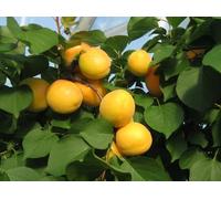 Vivaio Garden Forest Albicocco Ninfa Prunus Armeniaca - Albero da Frutto Precoce, Albicocche Giallo Chiaro con Sovraccolore Rosso