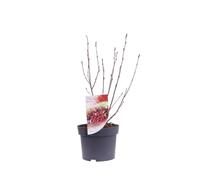 Vivaio Garden Forest Aronia arbutifolia Brilliant Arbusto