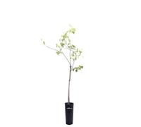 Vivaio Garden Forest Averrhoa carambola Albero da frutto tropicale
