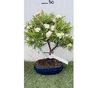 Vivaio Garden Forest Bonsai Piracanta Vaso 20 cm