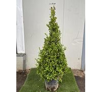 VIVAIO GARDEN FOREST Buxus Sempervirens Arborescens Piramide | Bosso Sempreverde, Ornamentale, Pianta da Esterno Potabile, Per Giardino, Siepi, Bordure e Arte Topiaria