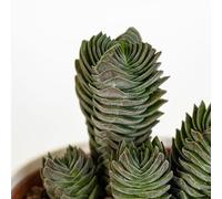 Vivaio Garden Forest Crassula Tempio di Buddha - Pianta Grassa Succulenta da Interno in Vaso 5,5 cm - Mini Pianta Sempreverde da Scrivania, Bonsai Grasso, Pianta Ornamentale Zen
