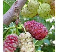 Vivaio Garden Forest Gelso Sangue e Latte Morus Pianta da Frutto