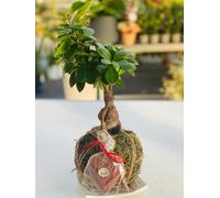 VIVAIO GARDEN FOREST Kokedama Bonsai Ficus Stile Giapponese
