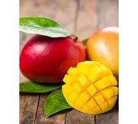 VIVAIO GARDEN FOREST Mangifera Indica Mango Irwin Pianta di Mango 140 cm, Pianta Tropicale da Frutto, Albero di Mango per Giardino, Terrazzo e Coltivazione in Vaso