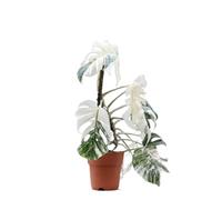 Vivaio Garden Forest, Monstera deliciosa Albo Variegata - Pianta da interno rara e variegata bianca, Sempreverde rampicante o ricadente, Foglie grandi fenestrate, Luce indiretta