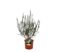 Vivaio Garden Forest, Myrtus communis Tarentina - Mirto mediterraneo compatto per siepi basse, Foglie aromatiche, Fiori profumati bianco crema sfumati rosa, Bacche bianche decorative