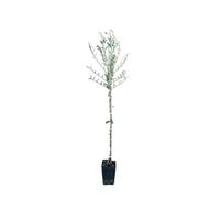 Vivaio Garden Forest, Olivo Favolosa FS-17 - Cultivar precoce e produttiva, Adatta ad alta densità e impianti tradizionali, Accumulo olio anticipato e resa +2-3%, Buona tolleranza a Xylella