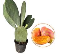Vivaio Garden Forest Opuntia Ficus Indica Pianta Grassa Vaso 24cm | H 70cm