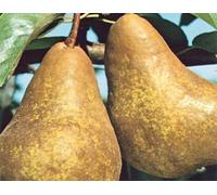 Vivaio Garden Forest Pero Kaiser - Pianta da Frutto di Pera Kaiser, Albero Vigoroso e Produttivo, Frutti Grandi a Buccia Rugginosa