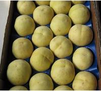 Vivaio Garden Forest Pesco Ghiaccio Albero da Frutto | Pesche Bianche Dolci, Per Giardino e Frutteto, Pianta da Frutto