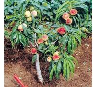 VIVAIO GARDEN FOREST Pesco Nano Pianta da Frutto in Vaso - Albero di Pesco Compatto per Balcone e Terrazzo, Pianta da Vaso Facile da Coltivare, Ideale per Giardino e Coltivazione Domestica