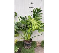 VIVAIO GARDEN FOREST Philodendron Selloum Pianta della Speranza in Vaso 24 cm, pianta da interno tropicale con grandi foglie verdi frastagliate, foto reali