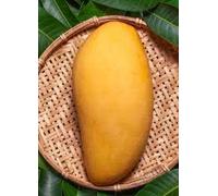 Vivaio Garden Forest - Pianta di Mango Ataulfo (Mangifera indica) H 140 cm - Mango Giallo Messicano Dolcissimo - Frutto Tropicale da Coltivazione - Vaso