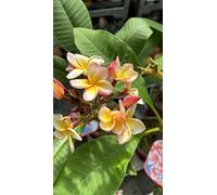 VIVAIO GARDEN FOREST Plumeria Captivate Frangipane 60 cm