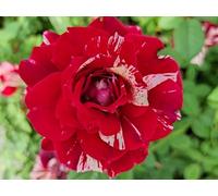 Vivaio Garden Forest Rosa Julio Iglesias® Vaso 18 cm