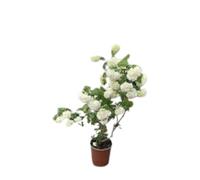 Vivaio Garden Forest Viburnum opulus 'Roseum' Palla di neve