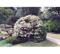 Vivaio Garden Forest Viburnum Opulus Roseum Palla di Neve, Vaso 24 cm