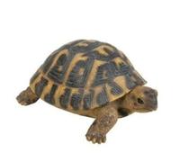 Vivid Arts Hermann Tartaruga (misura F)