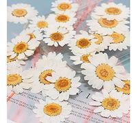 VIXDA 100 Pezzi Veri Fiori pressati essiccati Naturali Margherita Bianca Fiore pressato per Gioielli in Resina Adesivi per Unghie Trucco Arte Artigianato