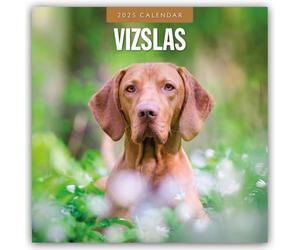 Vizslas - Magyar Vizsla - Kurzhaariger Ungarischer Vorstehhund 2025 - 16-Monatskalender: Original Red Robin Publishing Ltd-Kalender [Mehrsprachig] [Kalender]