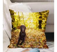 VJIZLOQB Fodera per Cuscino Decorativa Copricuscini,Federe Cuscini Divano, Decorazioni di Natale per Casa, Giardino,Labrador Retriever Leggi Animale domestico Adorabile Soleggiato Fuori Anima,40x40cm