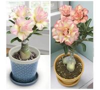 Vnuhgzs Rosa del deserto perenne resistente al freddo/nuova preferita per interni/fiorisce ogni anno-3 Rizoma-A