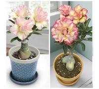 Vnuhgzs Rosa del deserto perenne resistente al freddo/nuova preferita per interni/fiorisce ogni anno-5 Rizoma-E