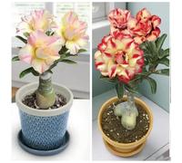 Vnuhgzs Rosa del deserto perenne resistente al freddo/nuova preferita per interni/fiorisce ogni anno-1 Rizoma-H