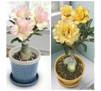 Vnuhgzs Rosa del deserto perenne resistente al freddo/nuova preferita per interni/fiorisce ogni anno-1 Rizoma-D