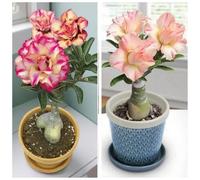 Vnuhgzs Rosa del deserto perenne resistente al freddo/preferita da scrivania/fiorisce ogni anno-2 Rizoma-I