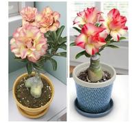 Vnuhgzs Rosa del deserto perenne resistente al freddo/preferita da scrivania/fiorisce ogni anno-5 Rizoma-E