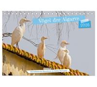 Vögel der Algarve (Tischkalender 2026 DIN A5 quer), CALVENDO Monatskalender: Die wunderbare Vogelwelt der Algarve, von den kleinsten bis zu den größten gefiederten Bewohner im Süden Portugals