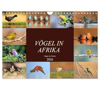 Vögel in Afrika - Magie der Farben (Wandkalender 2026 DIN A4 quer), CALVENDO Monatskalender: Afrika - auch ein Vogelparadies!