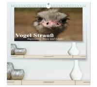 Vogel Strauß. Imposanter Riese und Läufer (hochwertiger Premium Wandkalender 2026 DIN A2 quer), Kunstdruck in Hochglanz: Der größte Laufvogel der Erde