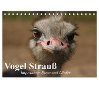Vogel Strauß. Imposanter Riese und Läufer (Tischkalender 2026 DIN A5 quer), CALVENDO Monatskalender: Der größte Laufvogel der Erde