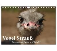 Vogel Strauß. Imposanter Riese und Läufer (Wandkalender 2026 DIN A4 quer), CALVENDO Monatskalender: Der größte Laufvogel der Erde