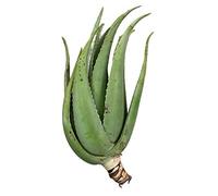 Vonderweid - Bellissima Pianta Madre di Aloe Vera di 5 anni pianta Aloe Vera, Pianta da Coltivazione Italiana a Cielo Aperto, Pianta Ornamentale e Disintossicante