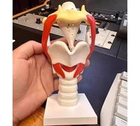 VPAIUNCKU Modello Funzionale della Laringe, Modello Anatomico 3X della Laringe Modello del Faringe, Modello Umano del Faringe della Gola con Parti Mobili, Mostra La Struttura del Collo, Muscolo A
