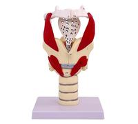 VPAIUNCKU Modello Funzionale della Laringe, Modello Anatomico 3X della Laringe Modello del Faringe, Modello Umano del Faringe della Gola con Parti Mobili, Mostra La Struttura del Collo, Muscolo B