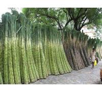 Vrac 50 graines * Graines de canne à sucre * Rhum * Sirop * Rock Candy * 6-18 pieds de haut