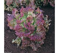 VULCAN Lattuga Rossa 200 Semi di Crisp & Mild Rosso Vivo Sopra Luce Verdi Seeds ONLY