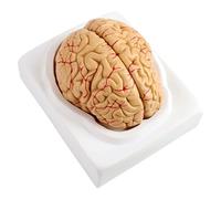 Vvikizy Modello di Arterie Cerebrali Anatomiche, Cervello Umano delle Dimensioni della Vita, Base Materiale in PVC Robusta per Studiare un Design più Chiaro e Vivido con Colori Diversi