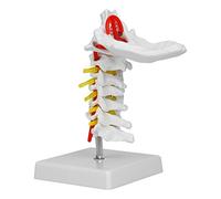 Vvikizy Modello di vertebre Cervicale, Anatomia della Colonna Umana delle Dimensioni della Vita con Osso Occipitale e 7 Vertebre, Modello in PVC Dettagliato per L'insegnamento e