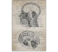 VWWJCCRO Human Brain Anatomy Chart Vintage Canvas Wall-Art Decor for Office and Modern Bedroom(Framed,16x24inch(40x60cm))